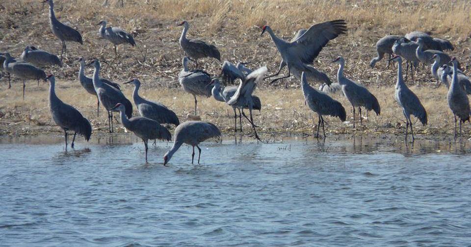 Audubon’s Nebraska Crane Festival